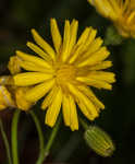 Smooth hawksbeard